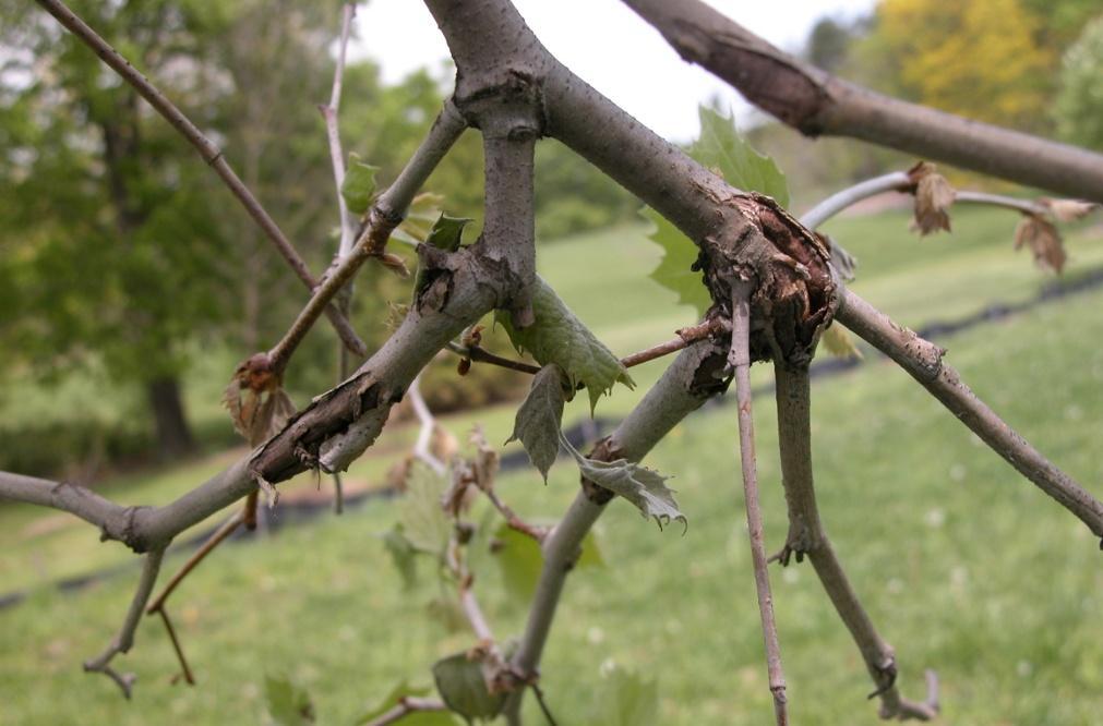 buds, shoots and one year old twigs, causes witches