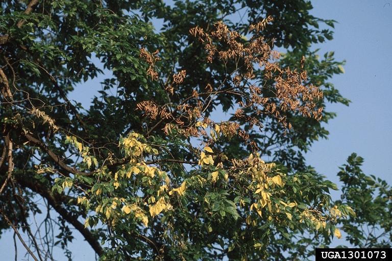 Dutch elm disease Begin seeing new infection symptoms