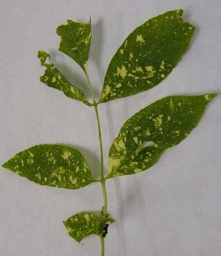 Viruses Wide range of host plants, especially on roses and ash trees Yellow mottling and yellow or white ringspots and line patterns are typical symptoms.