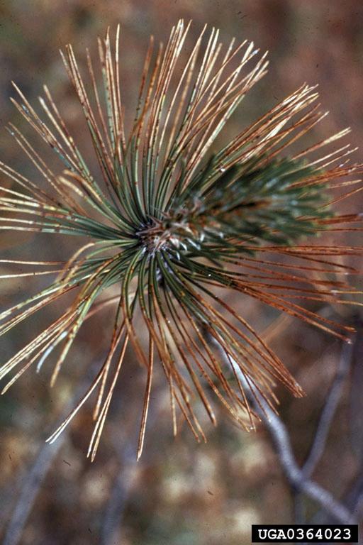Dothistroma needle blight Affects Austrian and ponderosa pines Red and Scots are resistant Begins with brown spots and bands on needles,