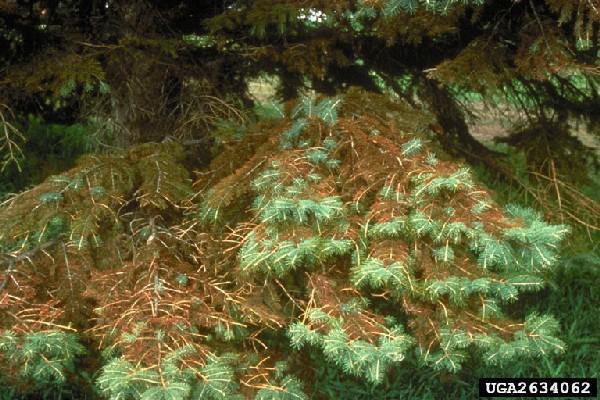 Rhizosphaera Needle Cast Common on stressed blue spruce