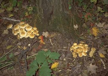 Armillaria root rot Common landscape disease on 700 plant species Kills roots