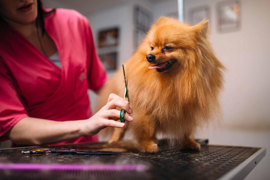 EXCLUSIVE DOG PARK Pet Creche and Salon