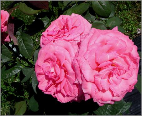 Rosa - Canadian Roses Canada Blooms Rose Rosa x Canada Blooms Flowers: Pink Hardiness: Zone 4 Often described as a hardy Hybrid Tea rose, Canada Blooms produces fragrant flowers with over 40 petals.