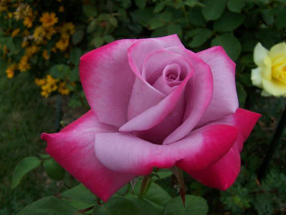 Double Delight (Hybrid Tea) cream blushing red; strong fragrance Dream Come True (Grandiflora) golden-yellow edged and blushed with ruby; mild fragrance Fragrant Plum (Grandiflora) lavender blushing