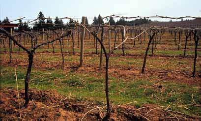 Geneva Double Curtain (GDC) This system, developed in Geneva, New York, is well suited to vigorous American-type grapes that can be pruned to a relatively high number of buds.