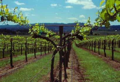 The trellis must be of sturdy construction to support the weight of vine growth and fruit production. The trunk must be trained to a high head height, about 5½ feet tall.