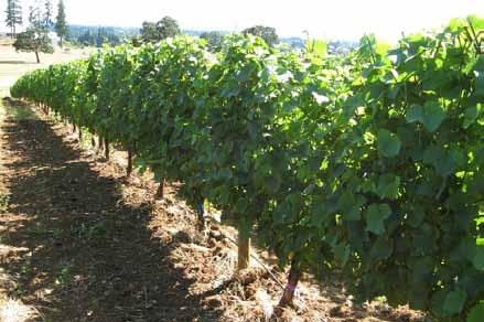 Keeping the shoots upright in a narrow canopy improves the fruit s exposure to light. Many wine grapes are grown in Oregon using this method.