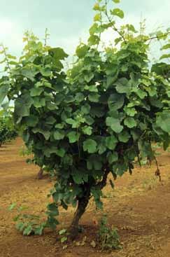 Young vine trunks are tied to a stake and become self-supporting as they grow (figures 15 and