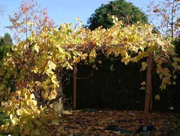 Arbors Grapes are well suited to training on an arbor. The plants make attractive ornamentals and provide shade (figure 18).