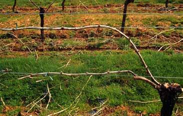 You can choose a red-, blue-, and greenfruited grape to grow on each side of a large, three-sided arbor.
