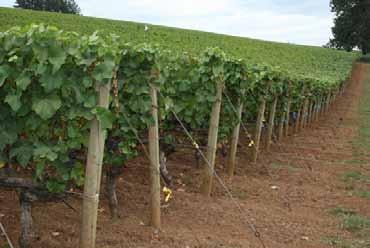 It s best to build the trellis in the first growing season, so that you can start training vines to the trellis early (rather than to a stake).