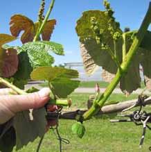 fruit quality. Shoot thinning In spring, a grapevine can produce up to three shoots per bud at a node.