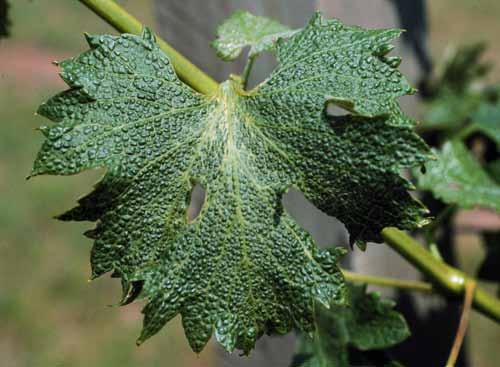Pests and problems Environment Winter cold injury American grapes are the most cold hardy, while European grapes are the least.