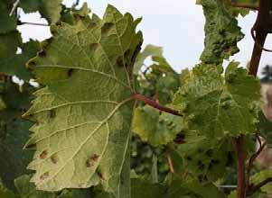 Photo courtesy Patty Skinkis, Oregon State University Grape erineum mite Mites feeding on leaves cause characteristic fuzzy spots on the underside of leaves (figure 28).