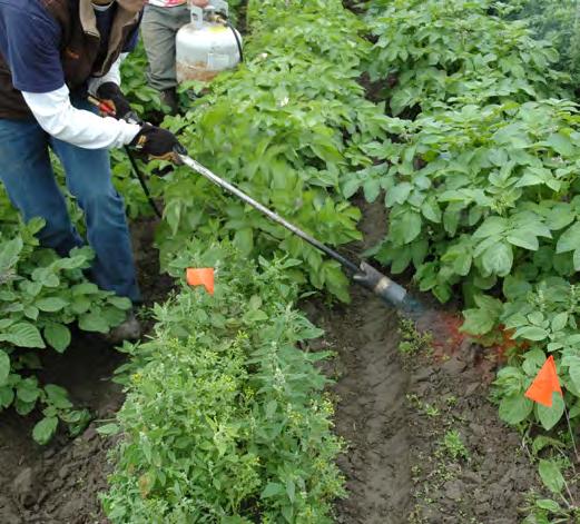 Flame weeding controls weeds within the potato row and on the sides of raised potato beds. chopping action to remove the weed roots or pulling entire weeds by hand can damage the tubers.