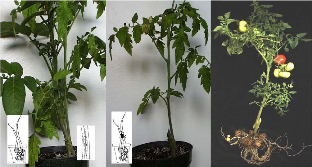 A B C T P T P Fig. 15. Approach grafting of tomato on potato rootstock (T, tomato; P, potato): A) A seedling tomato plant raised in a cell pack is planted by the potato plant grown in a container.