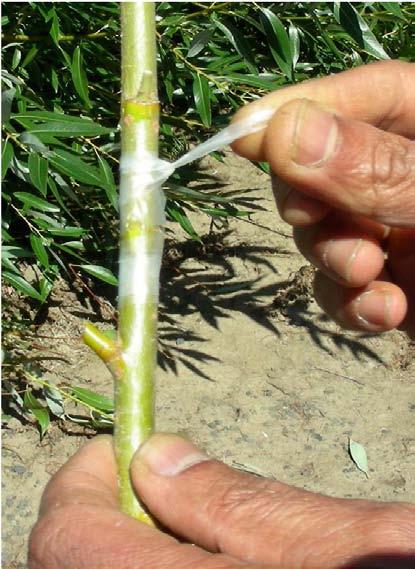 B) Preparation of the rootstock by giving an incision to remove the bud from the