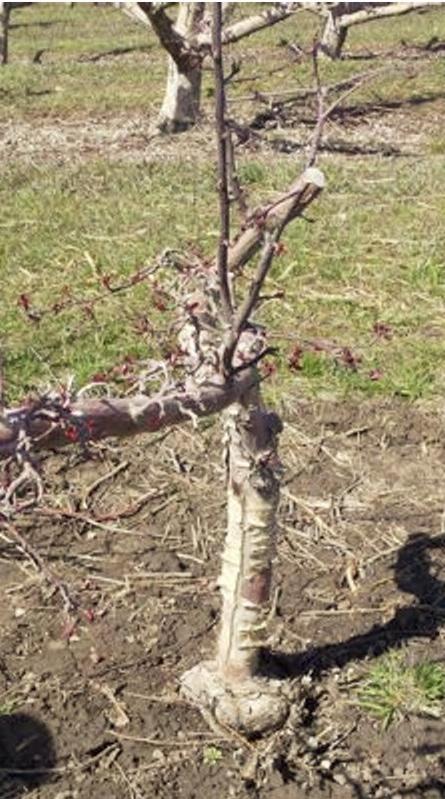 Overgrowth of rootstock Fig. 7. An apple graft showing signs of incompatibility. Note the overgrowth of rootstock in relation to the scion. protective materials (see Fig. 9C) such as moist peat moss.