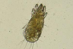 Non-Predatory Mites Most predatory mite products are shipped with