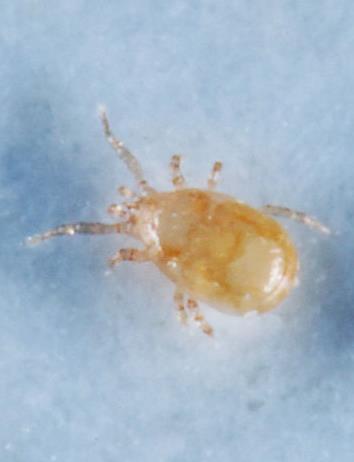 Smaller & Slower Oval shape Hairy Grain Mite Predatory mites