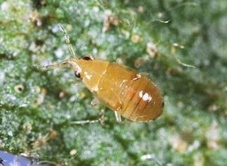 Predatory Bug Orius spp. What does it do?