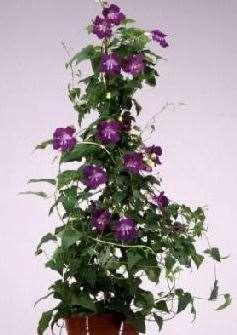 CARDINAL CLIMBER ANNUAL VINES PRICE GUIDE 2014 5 (small) Milaeger pot $4.99 each 12-35 plants $4.49 each 36 or more plants $3.99 each (Mix or Match) (61.02 cubic inch / 1.06 qt. / 1.00 l.