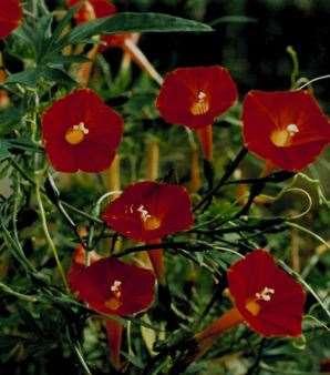 ) FLOWERING VINES ASARINA (Twining Snapdragon) Ipomoea x multifida Cardinalis 6 H Common in the 1800s, cardinal climber has crimson flowers whose long funnels widen into flaring hoop skirts.