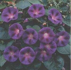 version of sky blue morning glory with heart shaped leaves, and, recognizing its importance, saved its