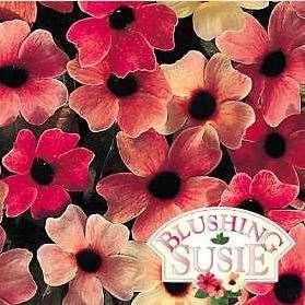 NASTURTIUM This annual comes in a bright array of colors with slightly funnel-shaped 5 petaled flowers and rounded green leaves. They are native to the mountainous areas in Central and South America.