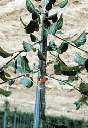 Figure 5. Central leader apple trees. Toothpicks are used to spread the lateral branches outward during the first growing season.