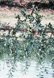 A multileader tree is the goal of another training system and an ideal option for pear varieties that are susceptible to fireblight.