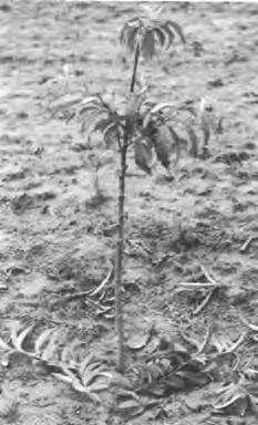 Some trees may develop only one suitable shoot the first season while others may have several.