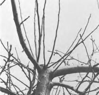 branches that bend to the ground or head back to upward growing laterals. Annual dormant pruning of bearing trees helps to promote regular bearing.