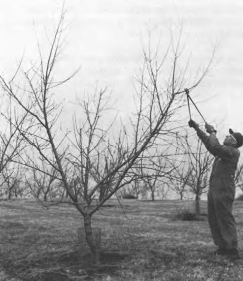 Pruning Procedures Peach and nectarine trees that have reached bearing age require annual heading back of old fruiting wood to lateral shoots developed on this wood, and careful thinning out.