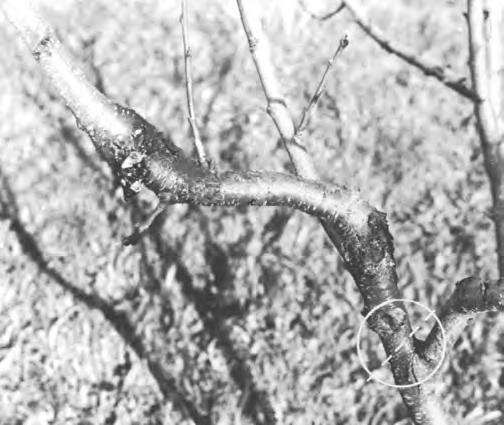 Complete removal of a canker-infected branch is necessary when the canker is near its base.