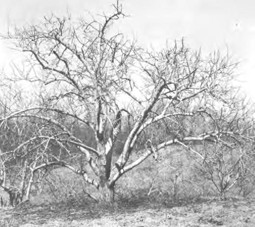 Apricot trees that are neglected and produce short annual terminal growth often fall into a biennial bearing habit, producing a heavy crop of small fruits 1 year and a light or no crop the next.