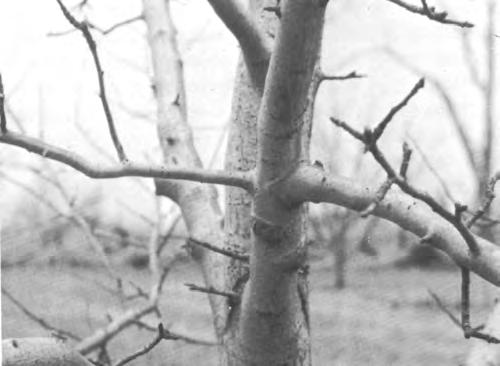 As such trees reach mature size, it is often necessary to increase the amount of pruning in order to keep them within desired size limits.