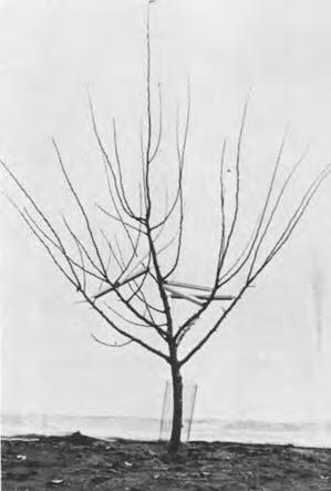 Frequently, young trees do not grow well during the first growing season or all the lateral shoots develop on one side of the tree.