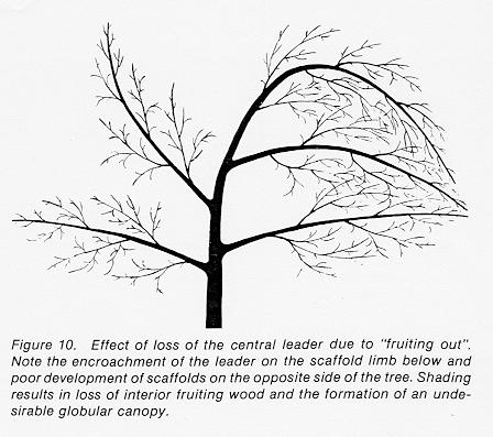 Central-leader development During the first growing season, most trees will produce a cluster of vigorous shoots near the heading cut. These develop from the uppermost 2-4 buds.