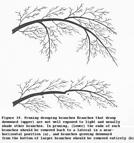 The second factor to be considered is the response to heading back cuts in 1-year-old wood (fig. 4). Such cuts stimulate vegetative growth and are, therefore, to be avoided in the tops of most trees.
