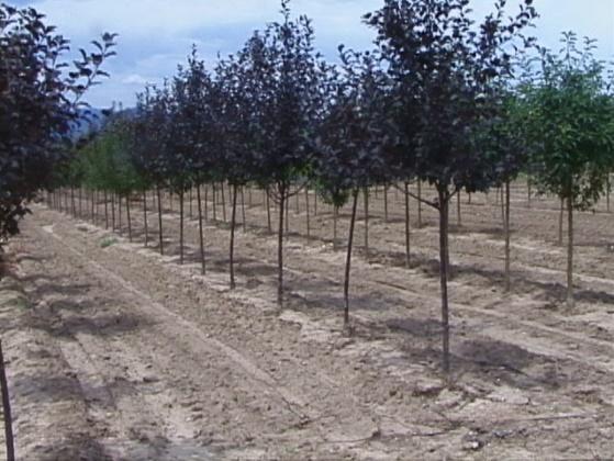 Field-Grown, Balled and Burlapped Nursery Stock Field-grown, balled and burlapped (B&B) trees and shrubs are dug from the growing field with the root ball soil intact.
