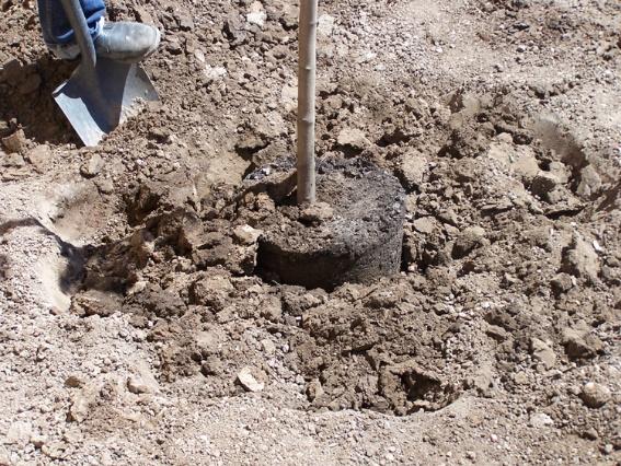 Figure 24. A labor-saving method is to dig the planting hole two times the root ball diameter with more-vertical walls and ease the tree in place.