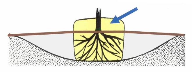 Systematically probe the root ball three to four inches out from the trunk to locate structural roots and determine their depth. [Figure 4] Figure 4.