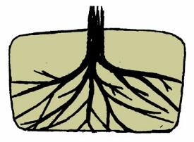 On species prone to trunk circling roots (crabapples, green ash, hackberry, littleleaf linden, poplar, red maple, and other species with aggressive root systems), the top structural root should be