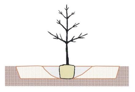 Figure 13. Rototilling a ring around the planting hole may help roots spread into compacted soil.