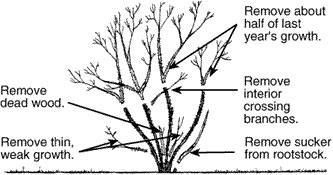 General Suggestions Rose Pruning 101 The class of rose and the time of year it blooms influence the type and amount of pruning.