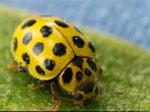 For example, did you know: A Ladybug can lay up to 1000 eggs in its lifetime. Not all Ladybugs have spots. Ladybugs will clean themselves after a meal.