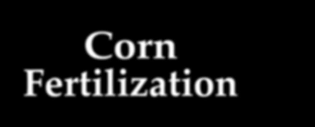Corn Fertilization Adequate soil fertility is a must for good corn production.