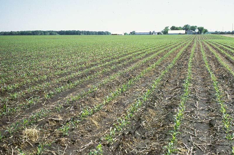 Balanced fertility management is necessary to produce corn for more profit.